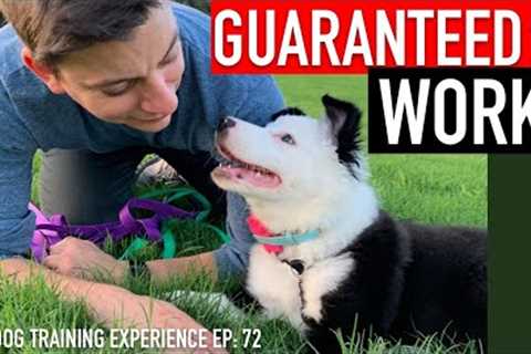 The Complete Guide to Potty Training Your Puppy!