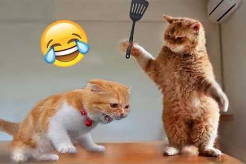 Cute Funny Animals: The Best Funny Cat Videos and Dog Videos!
