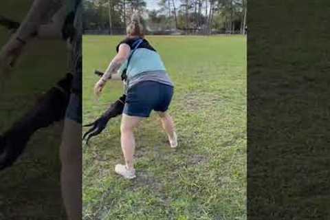 Check Out This Puppy’s “DOWN” Command!!