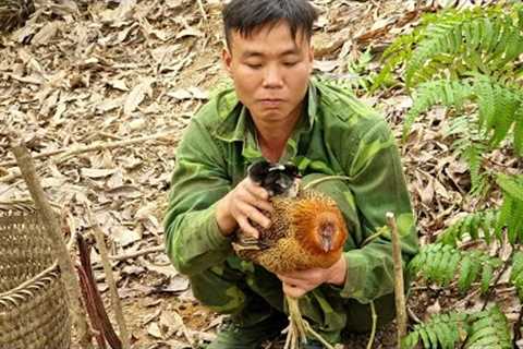 Survival skills, jungle chicken trap skills, finding food for wild boars, life in the forest