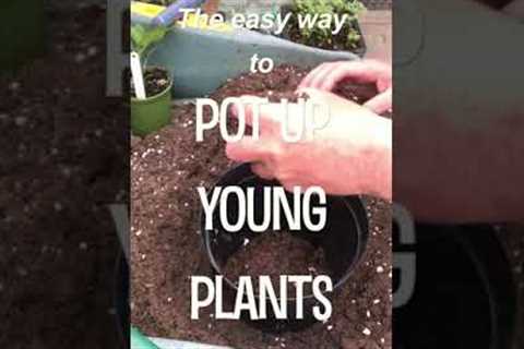 Gardening Tips | The EASY Way to Pot Up Young Plants! | Garden Ideas | #short​​