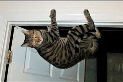 Funny Animal Videos 2023 😂 - Funniest Cats And Dogs Video 😺😍Funny animals - Funny cats