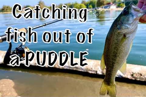 Catching TONS of FISH out of a PUDDLE! (Fishing at Lake Balboa)