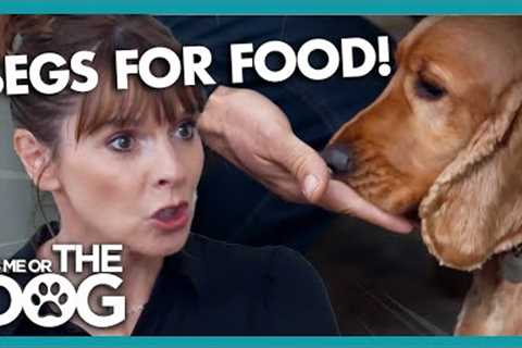 Greedy Cocker Spaniel Constantly BEGS for Food | It's Me or The Dog