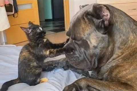CATS AND DOGS Awesome Friendship - Funny Cat and Dog Vines COMBINATION
