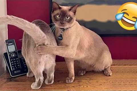 Funny Animals Video - Best Cats😹 and Dogs🐶 Videos of the Month 2022! #4
