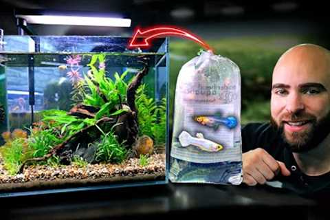 Making An EXOTIC GUPPY Nano Tank (SNOW WHITE GUPPYS!!)