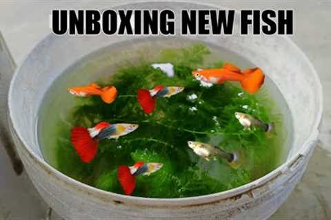 📦UNBOXING NEW FISH IN OUR TANK/guppy fish 🐠#fish #aquarium