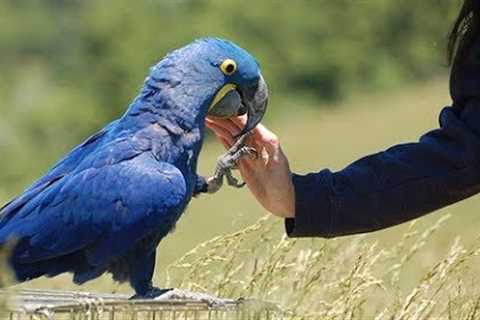 10 Exotic Pets and Where They Are Legal to Own.