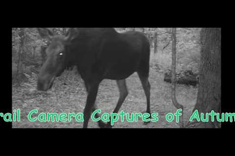 Autumn Trail Cameras