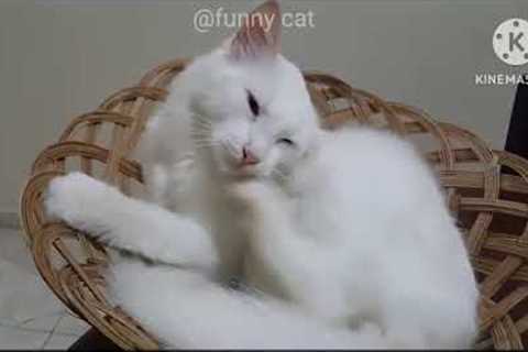 Funny Cat Moments: A Compilation, Kitty Cuteness Overload, Cats Being Cats: Hilarious Antics