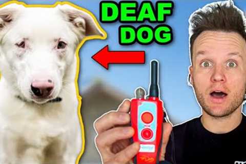 HAVE YOU SEEN THIS CREATIVE DOG TRAINING BEFORE?