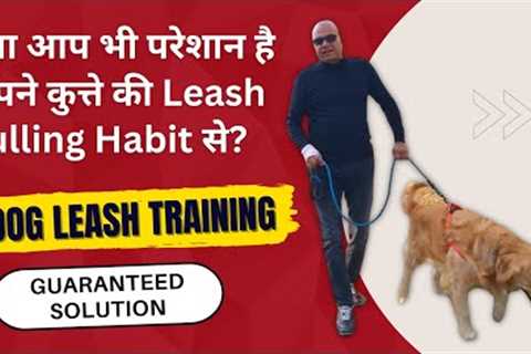 How to control your Dog pulling on Leash | Easy Dog Training in Hindi | Door Manners | Sit and Walk