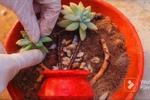 DIY Succulent Arrangement Idea/Easy DIY Idea/Explore your hobbies!!!