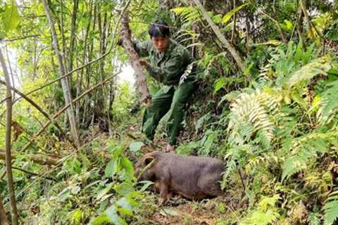 Wild boar trapping skills, finding food for wild boars, survival alone, survival instincts