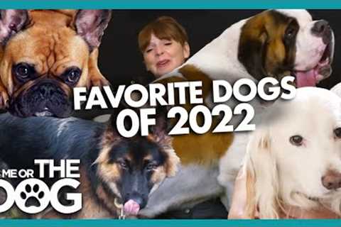 Our Favorite Dogs of 2022 | Compilation | It's Me or The Dog