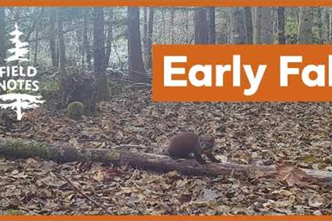 Field Notes: Trail Camera Captures Fall Deer Ruts, Bear Butts, and More on Vancouver Island