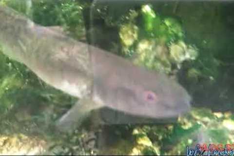 SALT Water fish convert into Fresh water legit 100% basic step by step