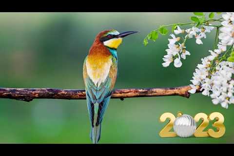 Relaxing Music to Relieve Stress, Anxiety And Depression • Mind, Body &amp; Soul Healing #39