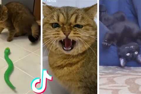 Funny &amp; Cute Cats Compilation (TikTok) #shorts 😻