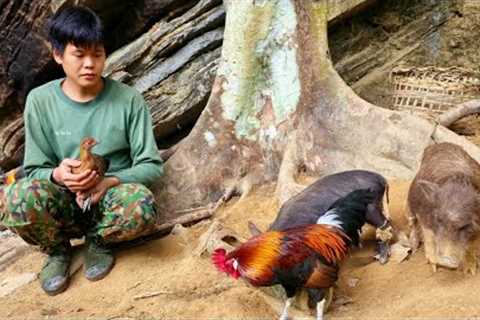 Survival, skills, skills to trap wild chickens, survive in the forest, find food for wild boar