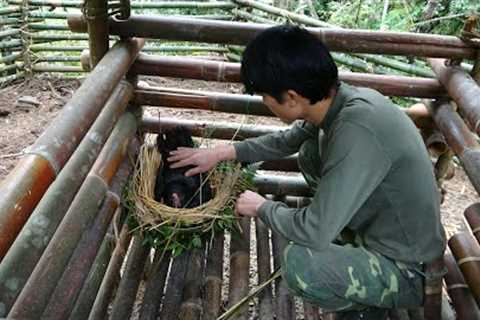 Survival Skills, Catching &amp; Taming Wild Chickens, Survival Instinct, Surviving Alone