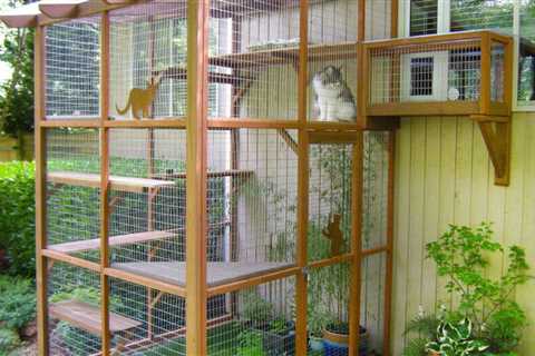 What is a Catio? And Why Would I Want One!