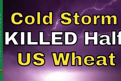 Food Shortage Reports UPDATE | December 29th - Empty Shelves Report