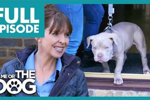 Needy Bulldog Puppy Needs Lots Of Attention | Full Episode | It's Me or The Dog