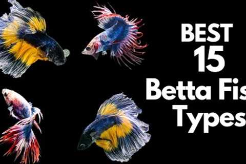 Best 15 Betta Fish Types 🐠 (Beautiful Fish 😍)