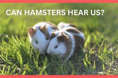 Funny Hamsters- Cute and Funny Hamster Videos Compilation My Hamster and Her Friend :)