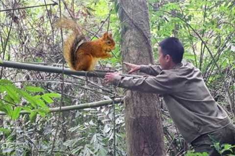 Survival skills, forest squirrel trap skills, survival alone, survival instincts
