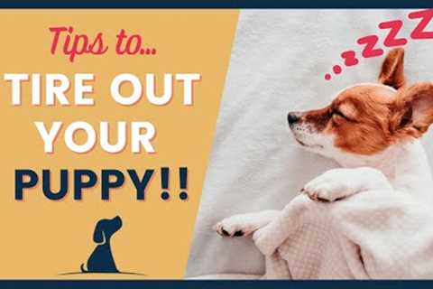 How To Tire Out A Puppy 7 Tips