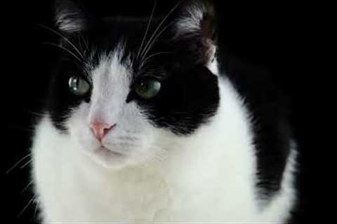 The Cutest Cat Videos of All Time