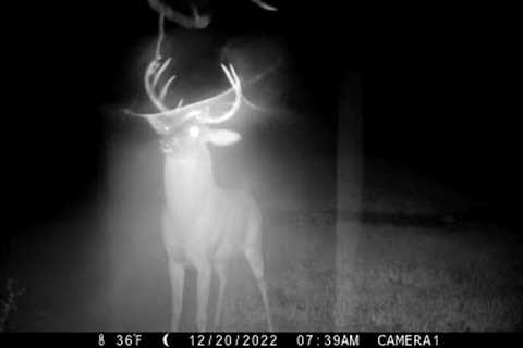 Trail Cam Videos December 2022
