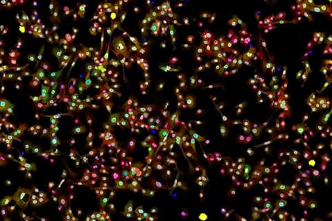A new bacterial treatment for lung cancer