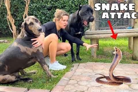 VENOMOUS SNAKE ATTACKS MY ANIMALS!
