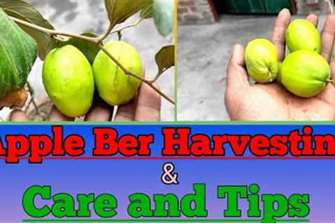 Apple Ber Harvesting and Care tips.#Gardeninghobbies #appleber #kamaljeetsingh