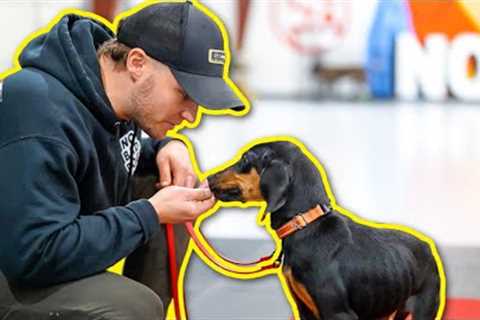 CRUCIAL DOG TRAINING ADVICE FOR ANY DOG!
