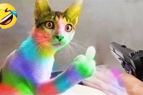 1 HOUR FUNNIEST CATS COMPILATION 2022😂  Best Funny Cat Videos 😸 !