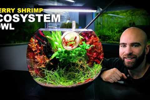 Cherry Shrimp Ecosystem Bowl: NEW Setup For Neocaridina Cherry Shrimp