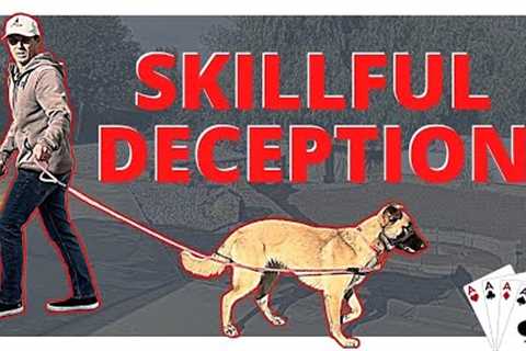 The 3 Moves You Need to Fix your Dog Walks - Plus the concept which ties it all together.