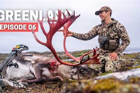 GIANT RED BULL 💥 BOWHUNTING CARIBOU 💥 GREENLAND HUNTING SERIES [EPISODE 06]