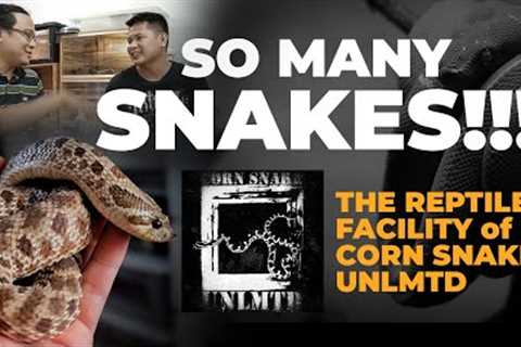 REPTILE PET ENTHUSIAST FACILITY VISIT // LEONMANE meets CORN SNAKE UNLMTD