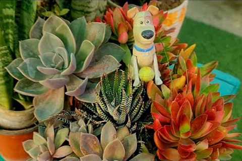 Succulent pot arrangement ideas||Succulent pot ideas||Explore your hobbies!!!