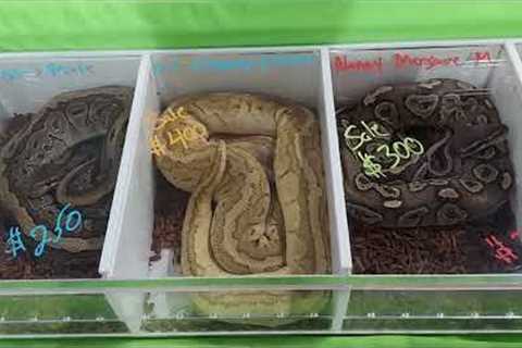 Exotic Pets On Show @Sonia's Channel
