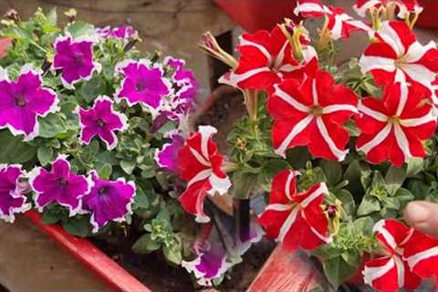 All About Petunia Plant - How to Grow and Care Petunia || Fun Gardening