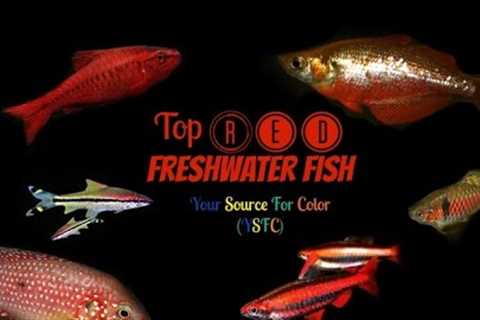 Top Red Fresh Water Fish (YSFC)