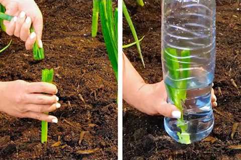 Awesome Ways to Water and Hang Plants || Gardening Tips And Tricks