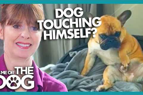 Little Frenchie Enjoys Himself a Little Too Much! | It's Me or The Dog